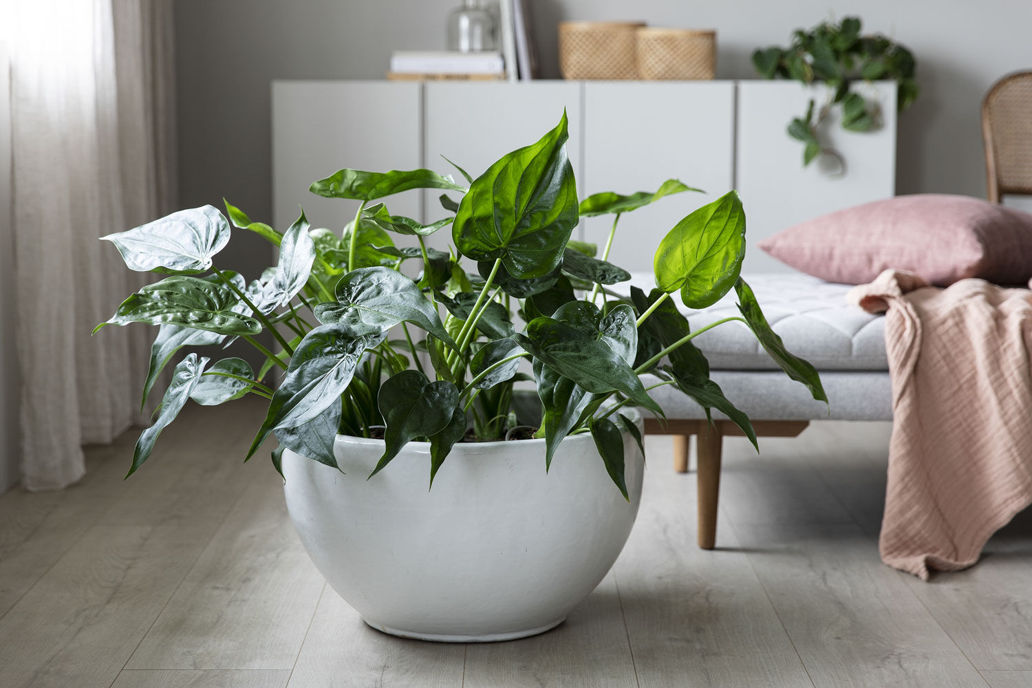 Alocasia Cucullata